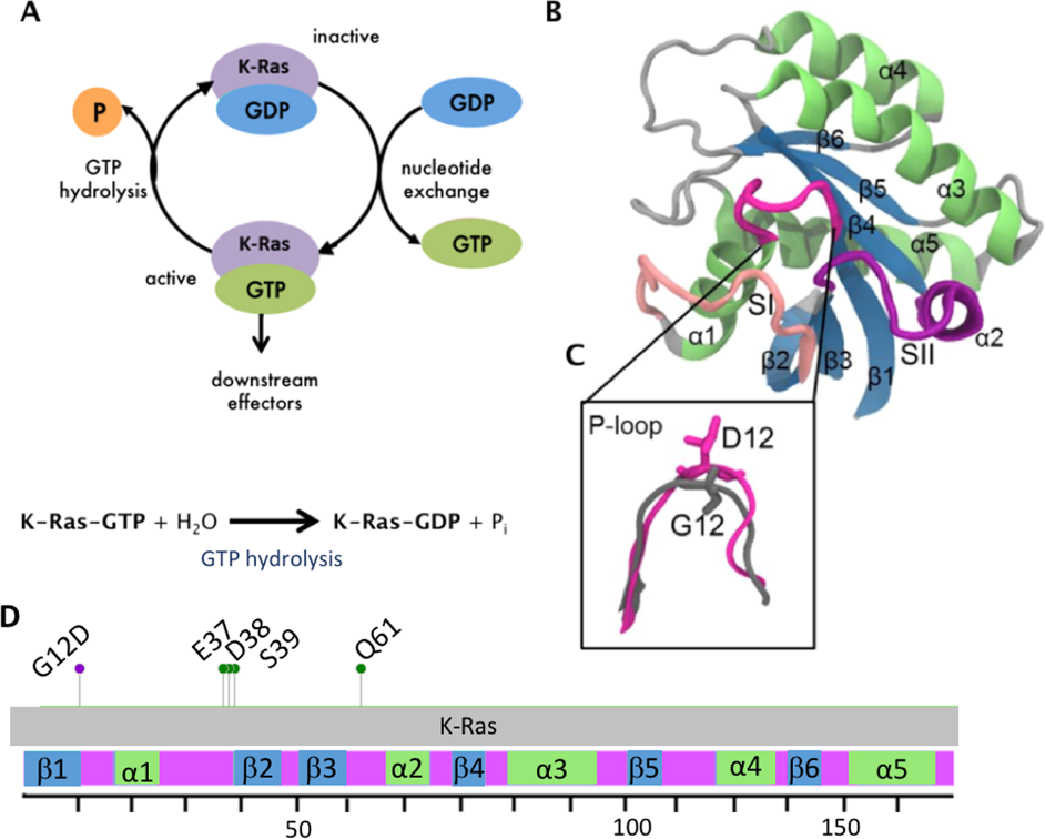 Schematic_Diagram_of_KRAS[G12D]_Protein_Structure_and_Function.png